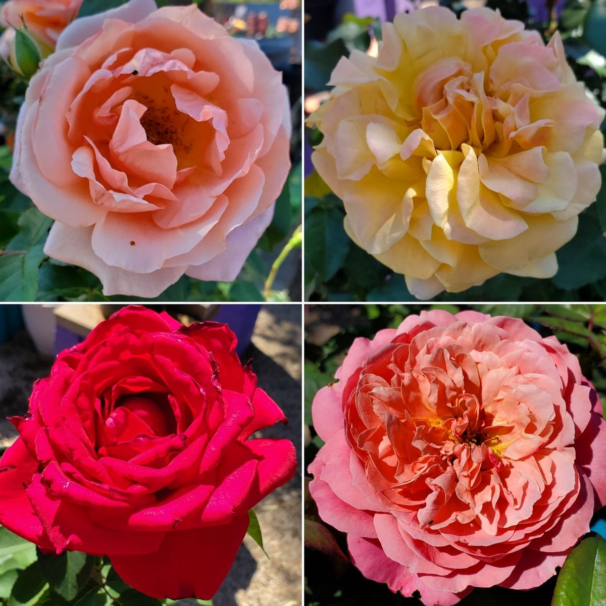 Rose Care and Pruning Class