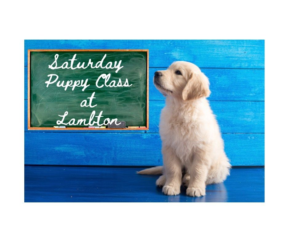 Lambton Puppy School