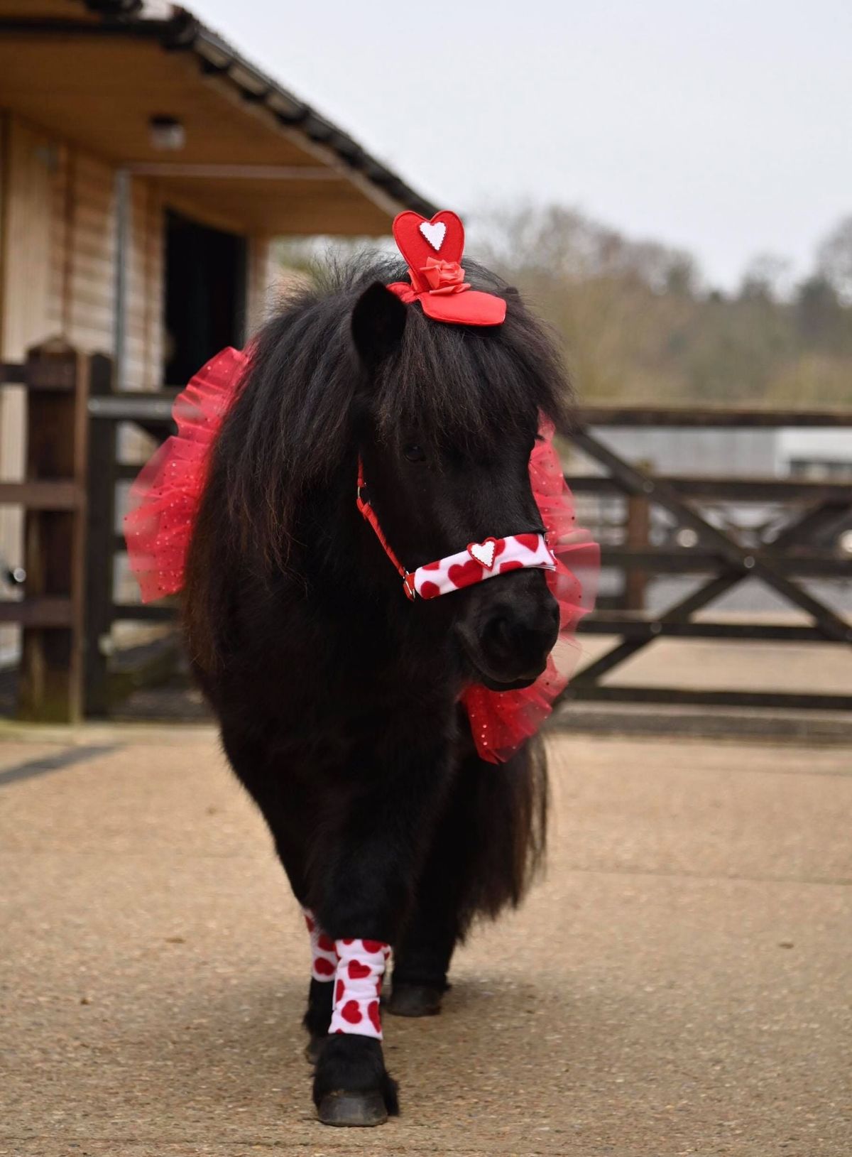 Pony Rides @ St Peters Garden Centre