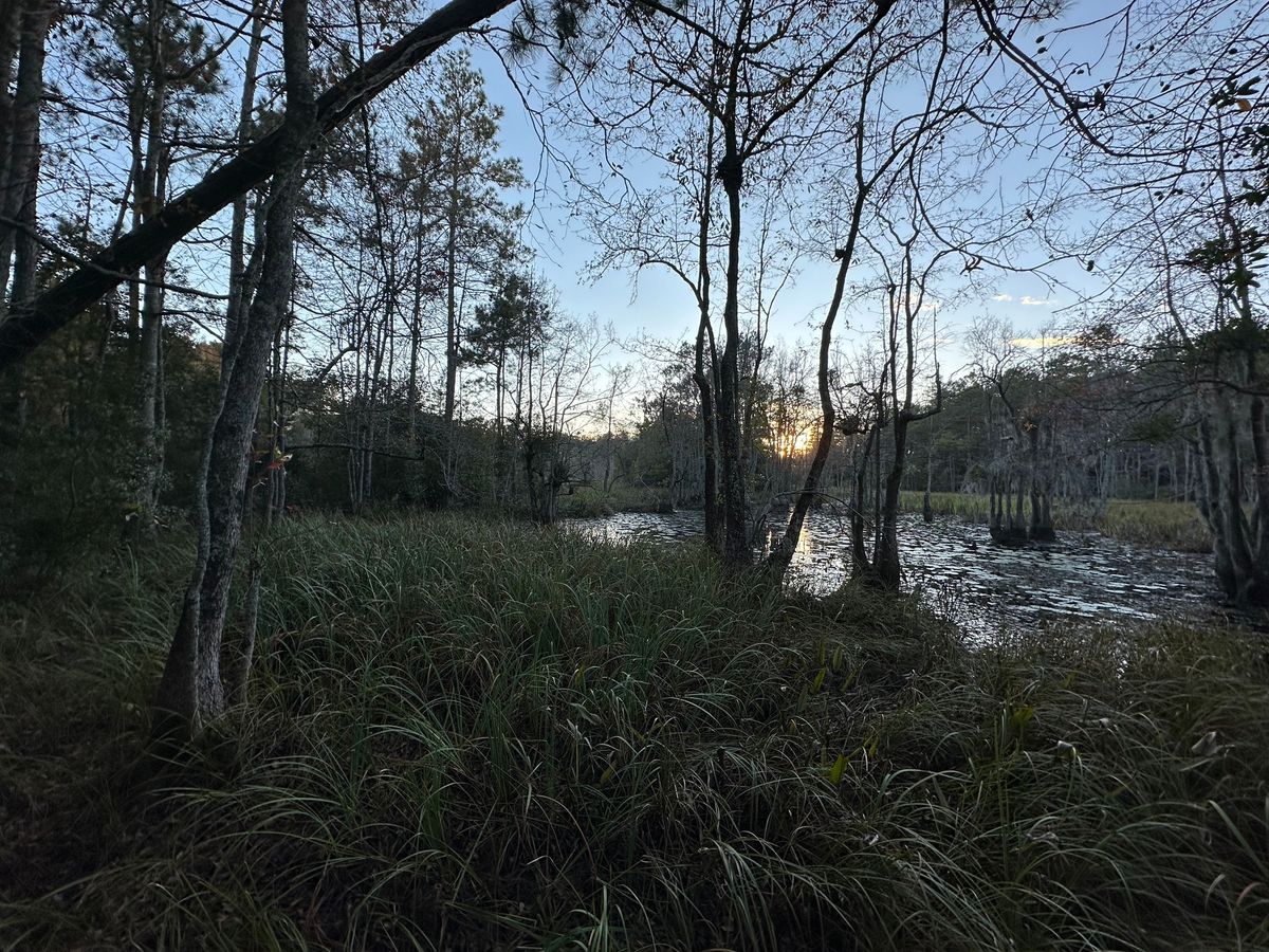 Swamp Fox Passage Hike, Palmetto Trail. 