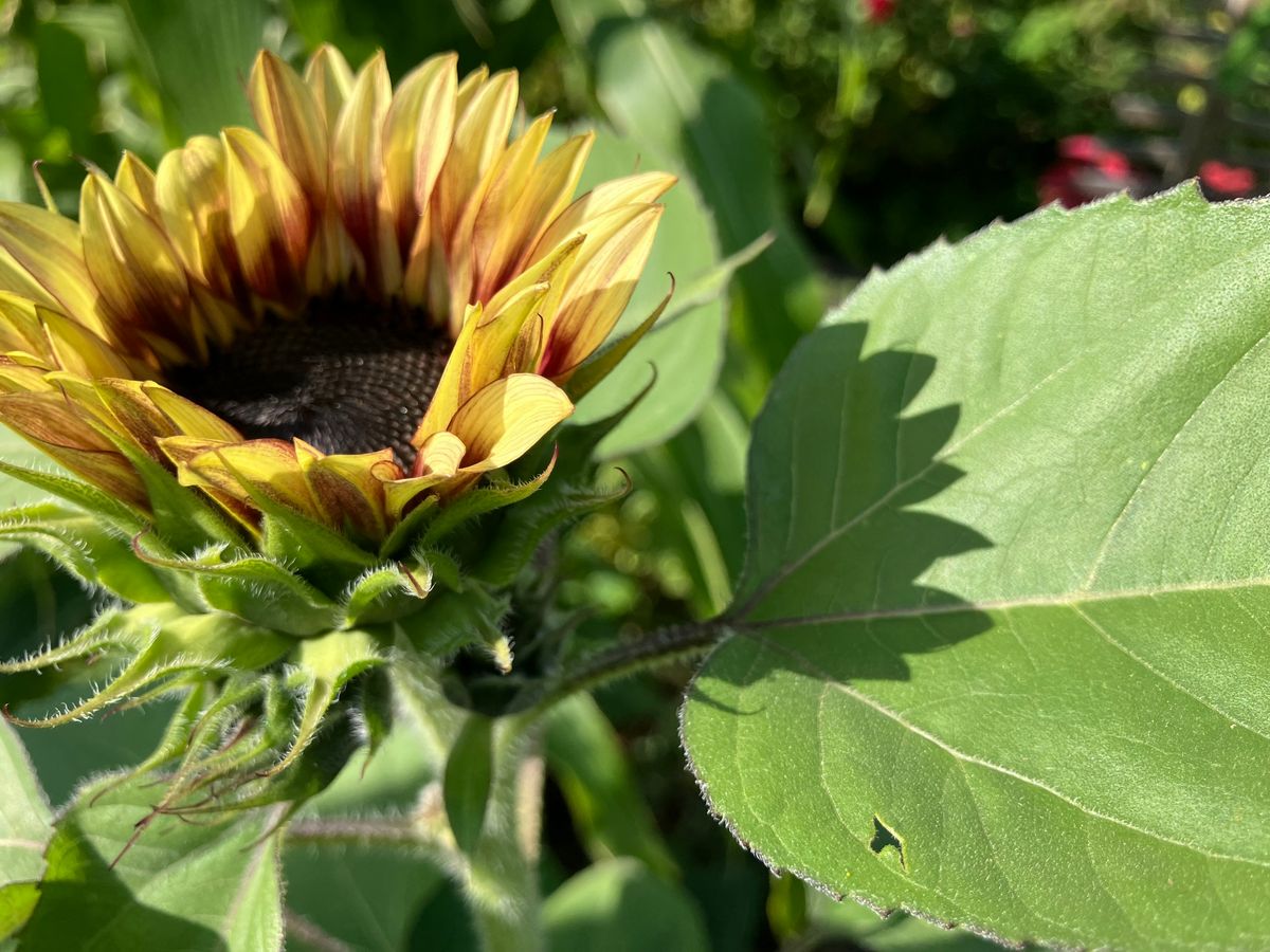 PESTO & PLANT SALE + Sunflower Selfies