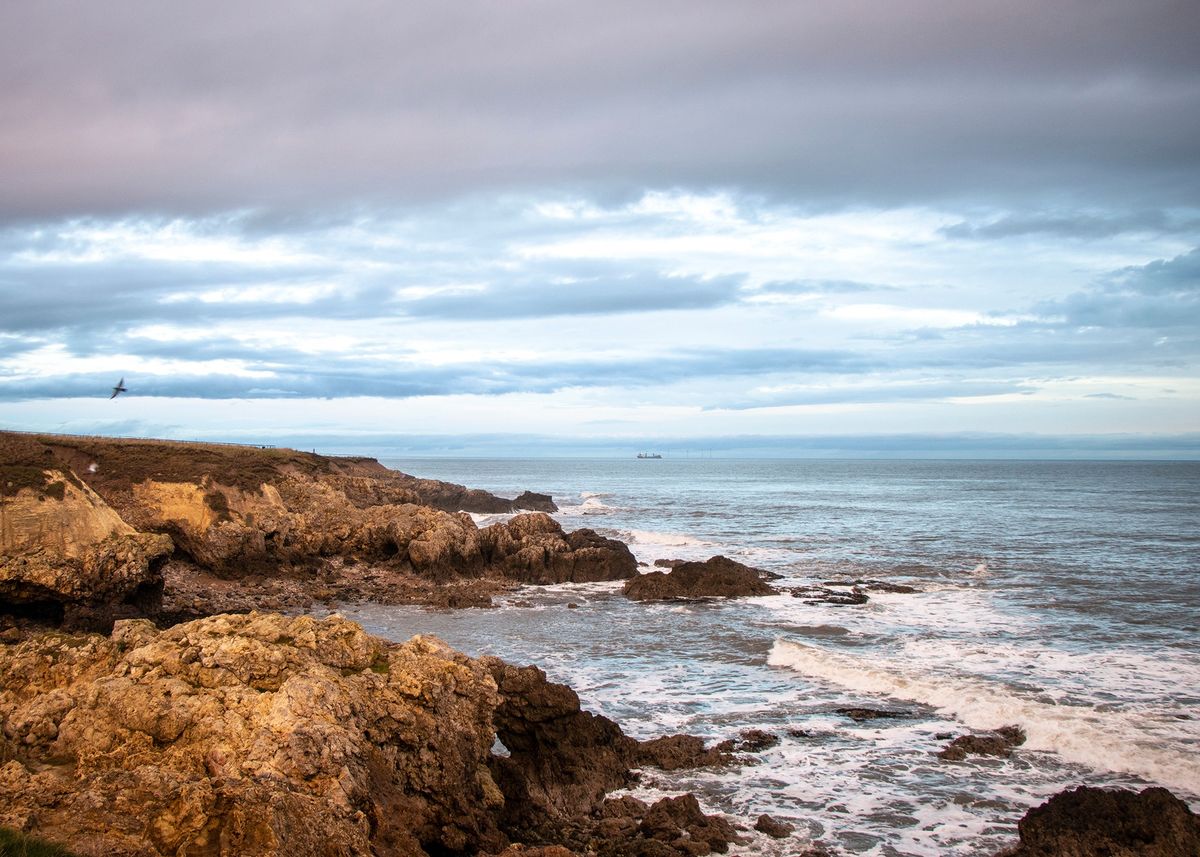 Our Coastal Wildlife and Habitats 