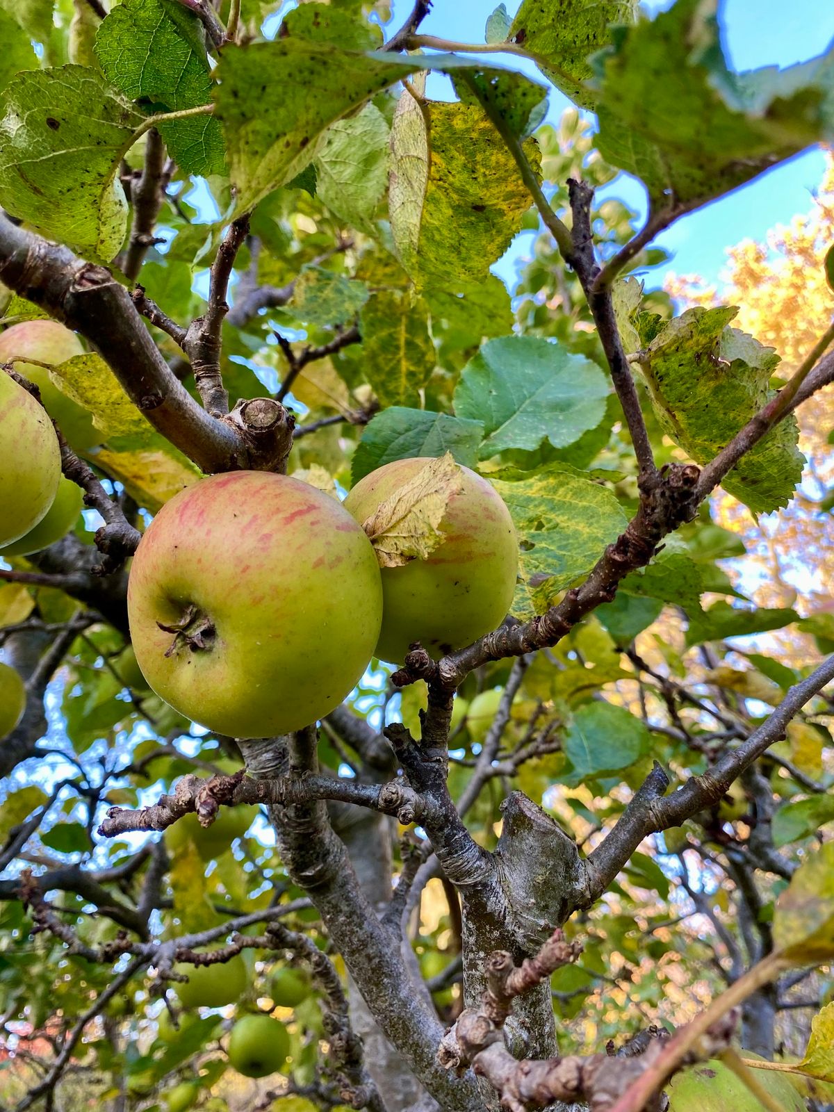 Wassailing Ceremony