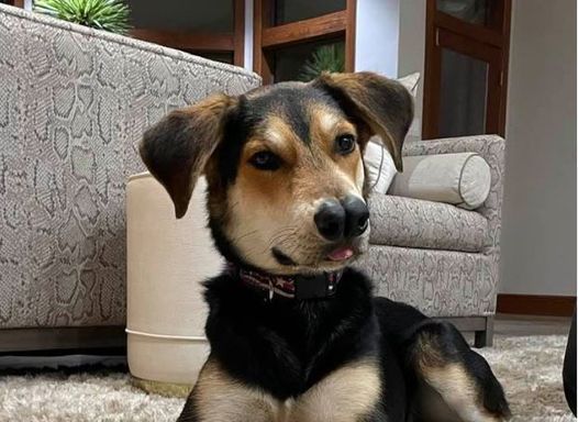 Codys Meet And Greet At Dog Days Of Summer Pet Adoption Event Village Baking Co 4539 Travis St Dallas Tx 75205 6 June 2021