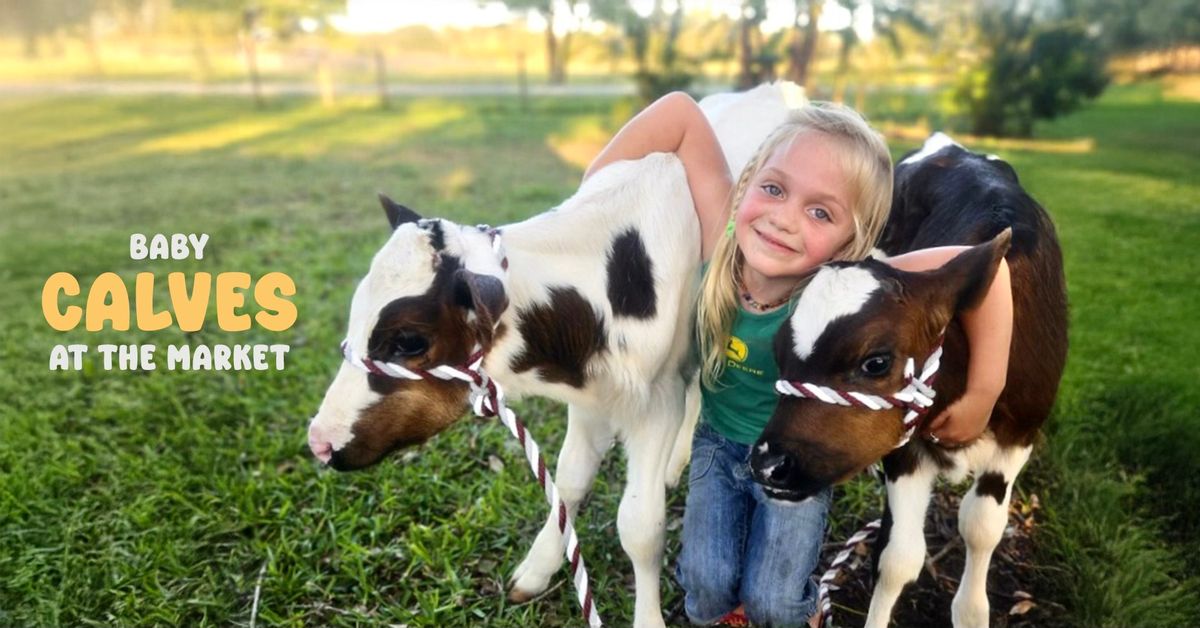 Pet Baby Calves at The Market on Main! \ud83d\udc04 \ud83d\udc04 