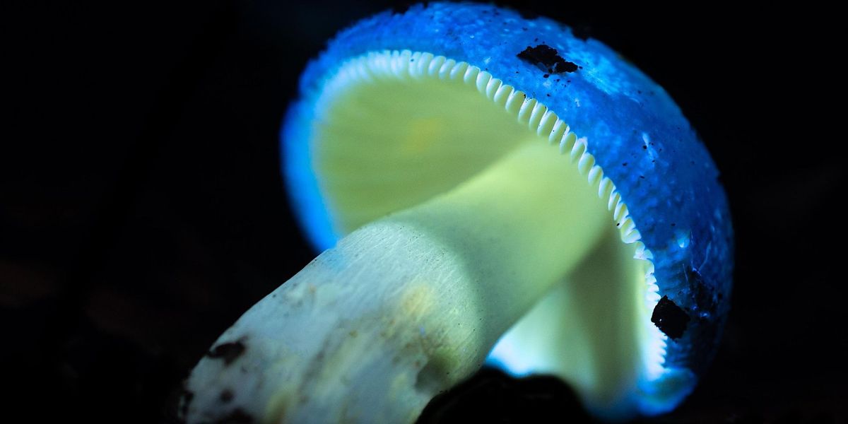 Biofluorescent Fungi Walk  at Broadland Country Park