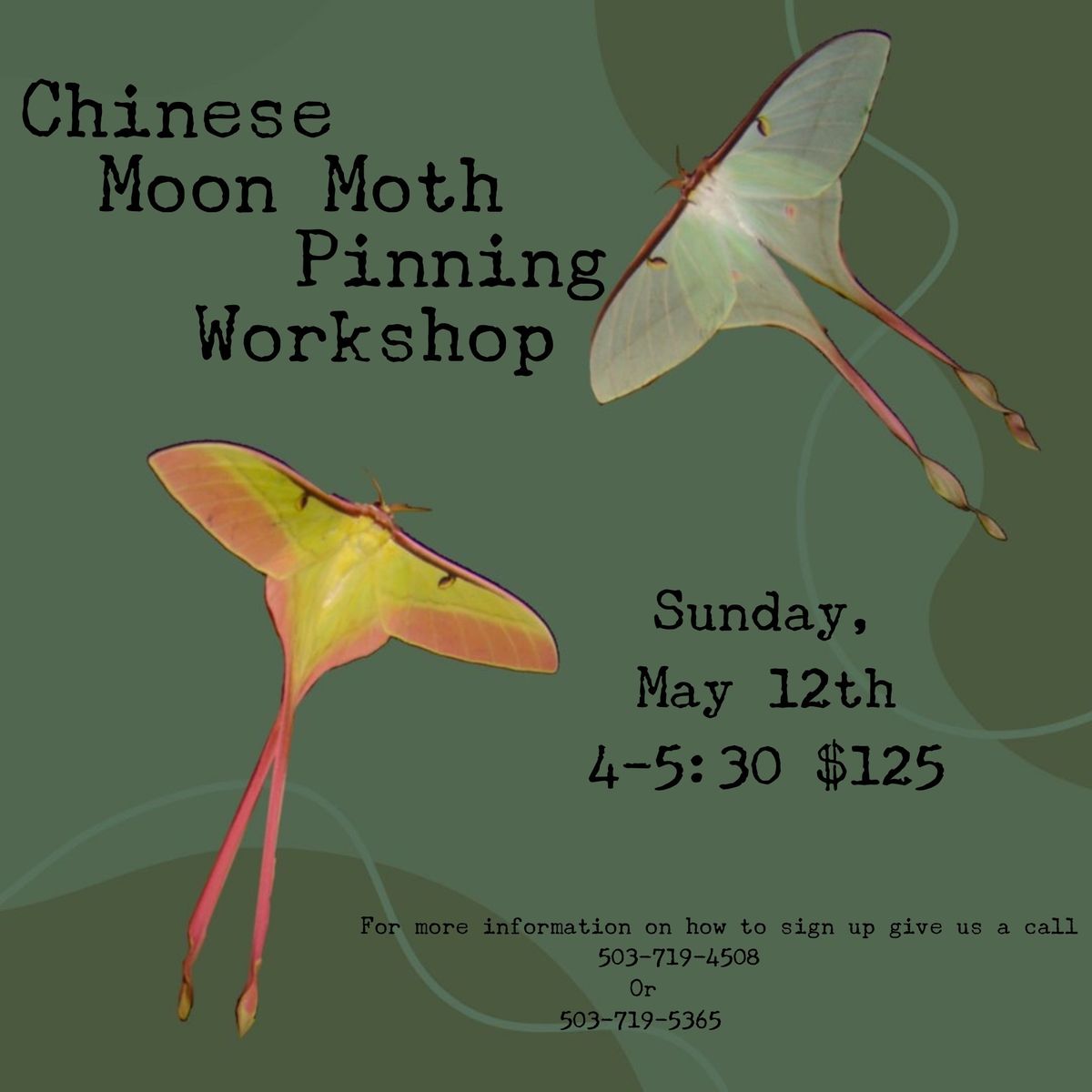 Chinese Moon Moth Pinning Workshop