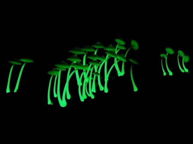 CMS MEETING: Bioluminescent Fungi with Brian Perry