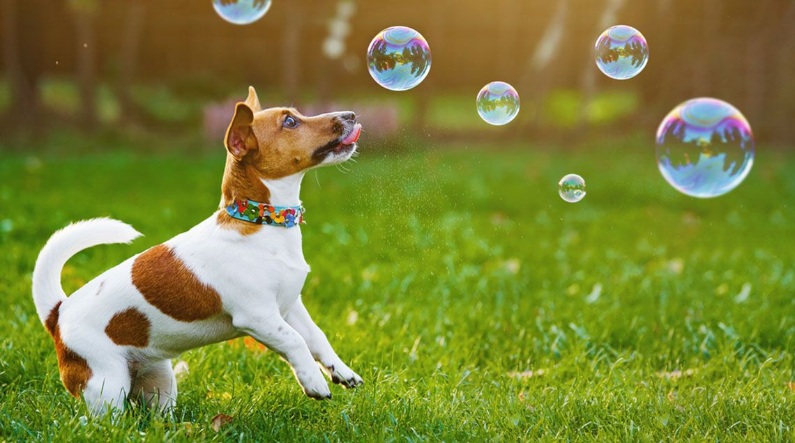 Dance Bubble Party with Canine Coaches! 