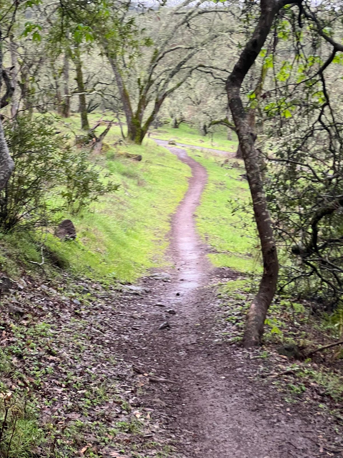 Napa Wilderness Trail Run \ud83c\udfc3\u200d\u2642\ufe0f \ud83c\udfc3 \ud83c\udfc3\u200d\u2640\ufe0f 