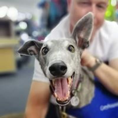 Greyhounds As Pets NZ