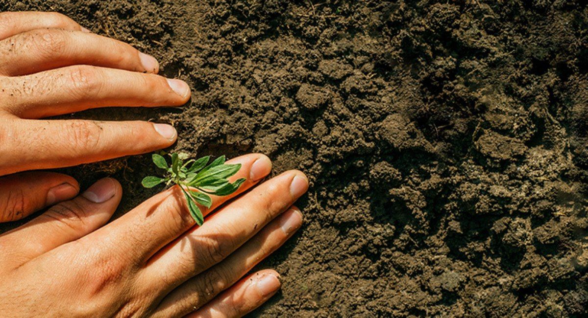 Soil and Plant Relationships (In-person training)