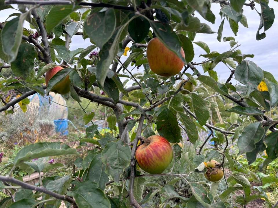 Apple Pressing Day