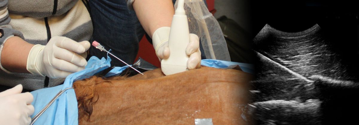 Equine Ultrasound-Guided Orthopaedic Injection Techniques & Therapies \u2013 A 2-Day Practical Course