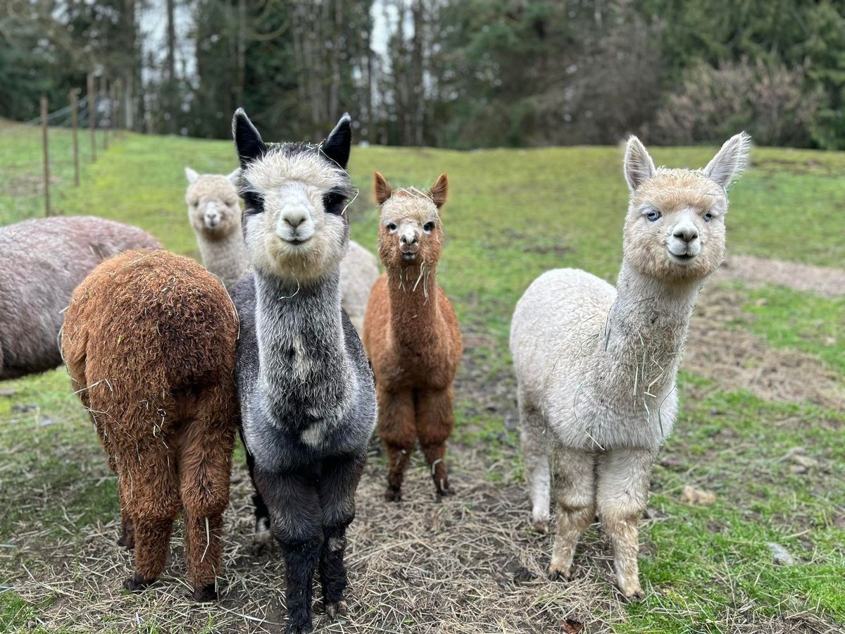 National Alpaca Farm Days