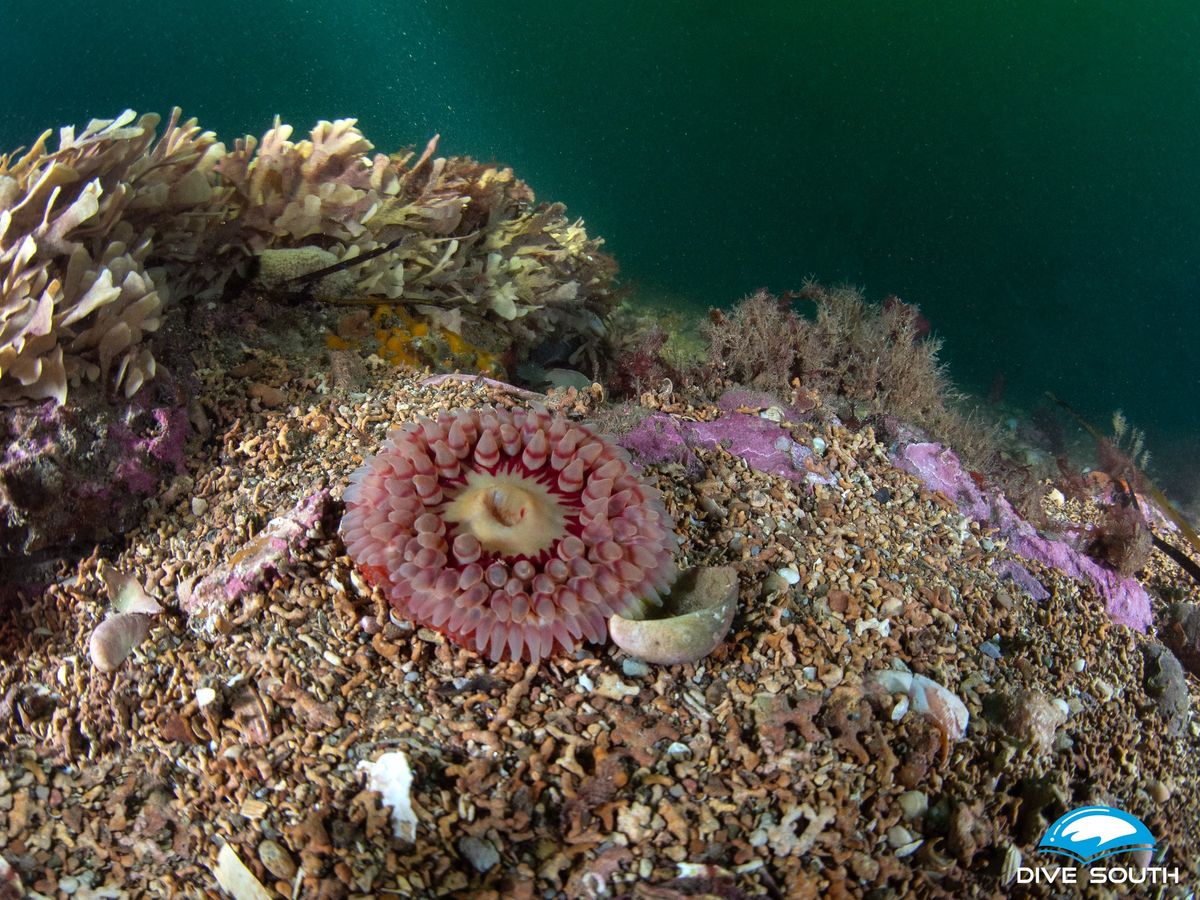 Wednesday Evening Drift Dive