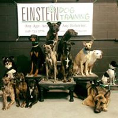 Einstein Dog Training