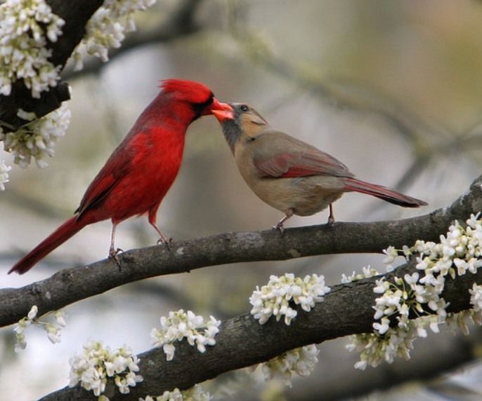 The Private Lives of Birds, with Ken Vogan