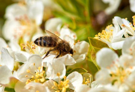 Karen\u2019s Free Talk \u2013 Gardening for Wildlife