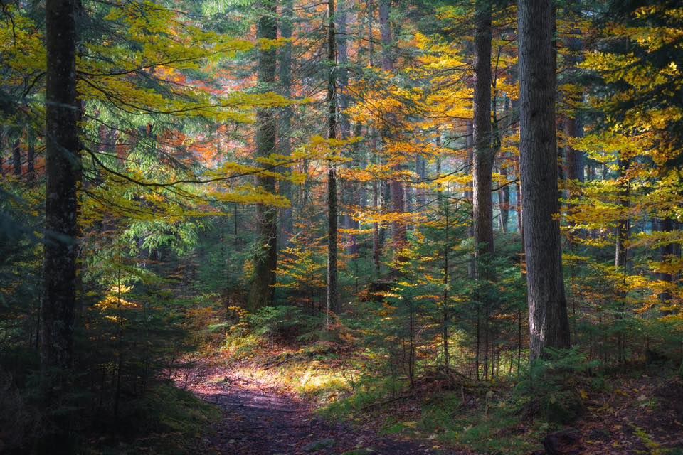  Autumn Equinox  Forest Bathing:  Rock Creek Park  with Susan West Montgomery