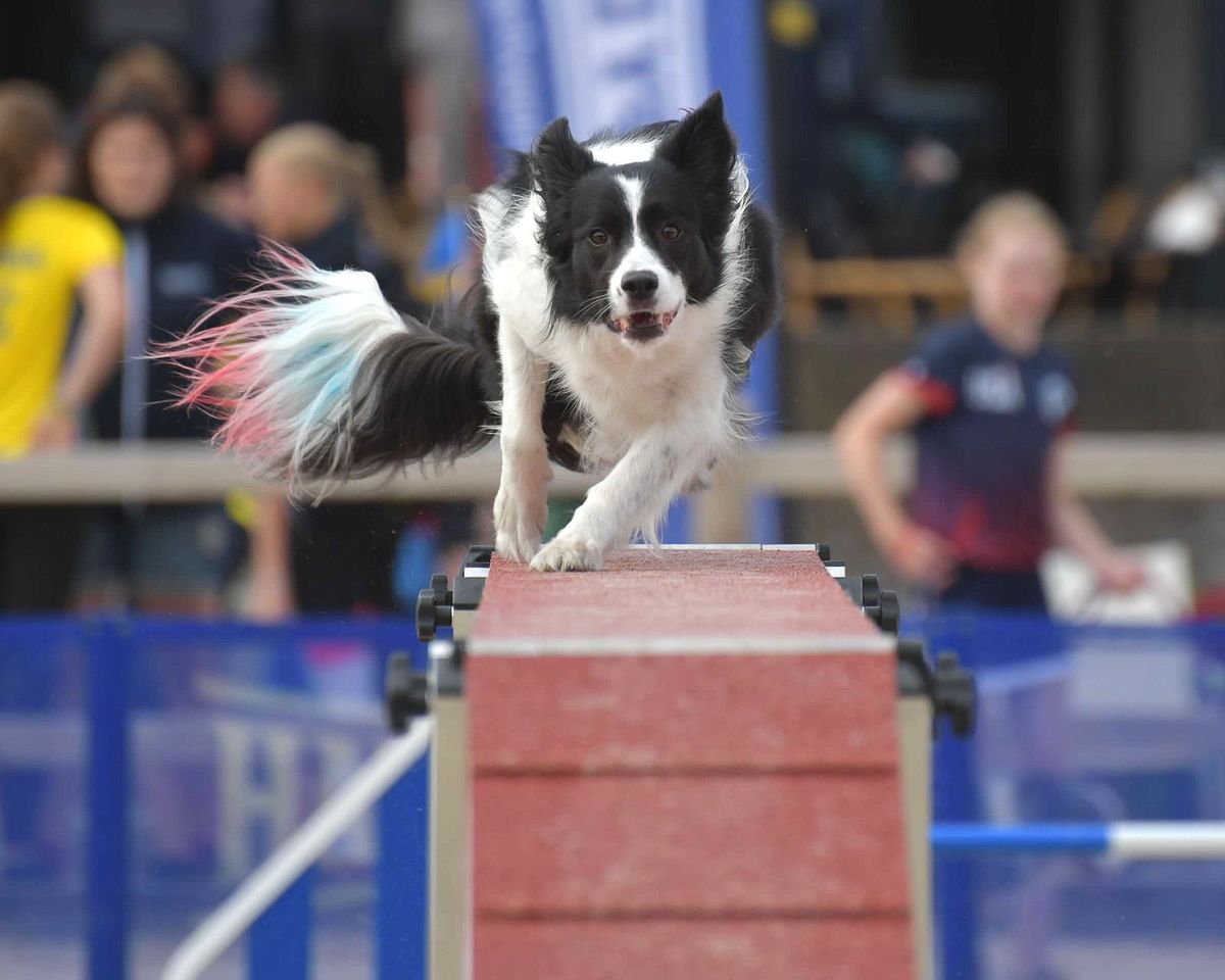 WWDTC AKC Agility Trial!