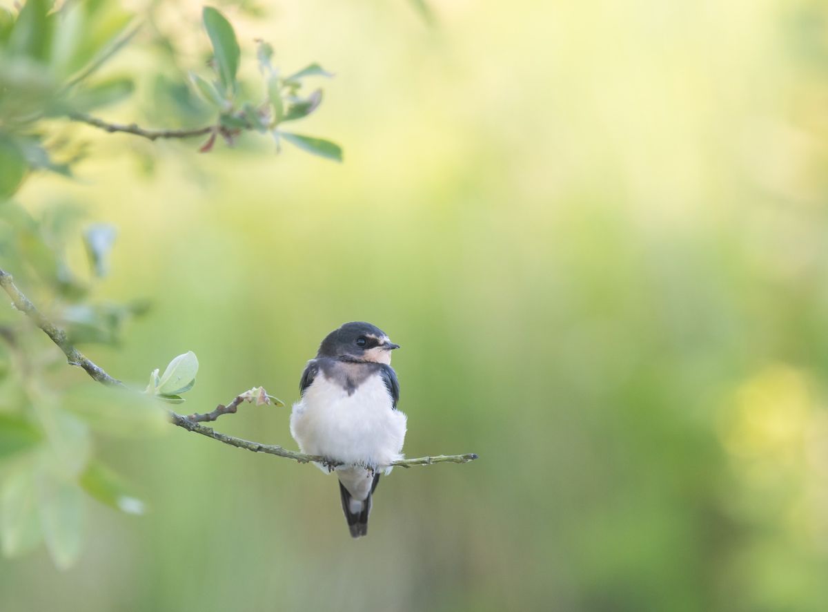 A la d\u00e9couverte des oiseaux du printemps