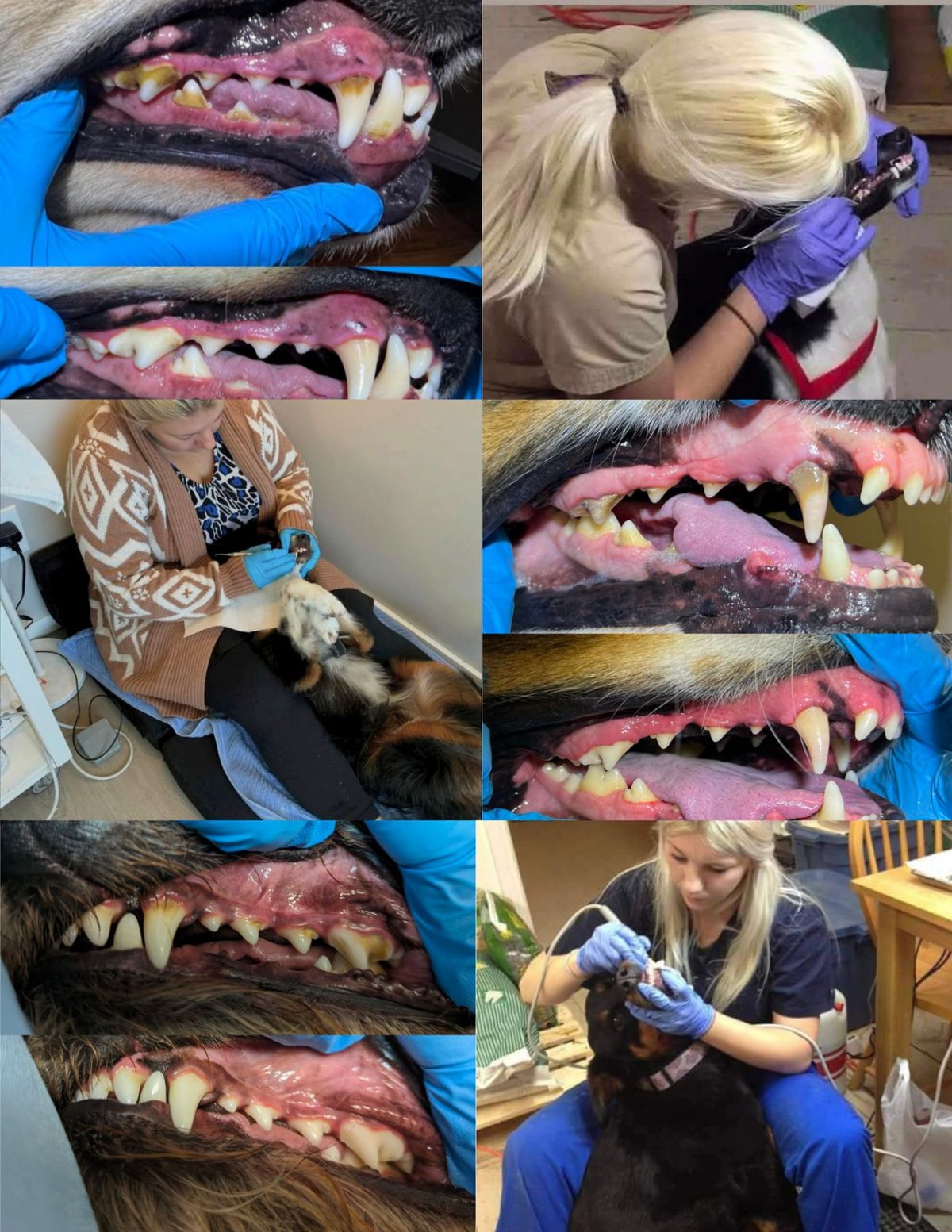 Ace's K-9 Care(Prince George) - Sedation-free Teeth Cleaning for Pets (Aces K9 Care)