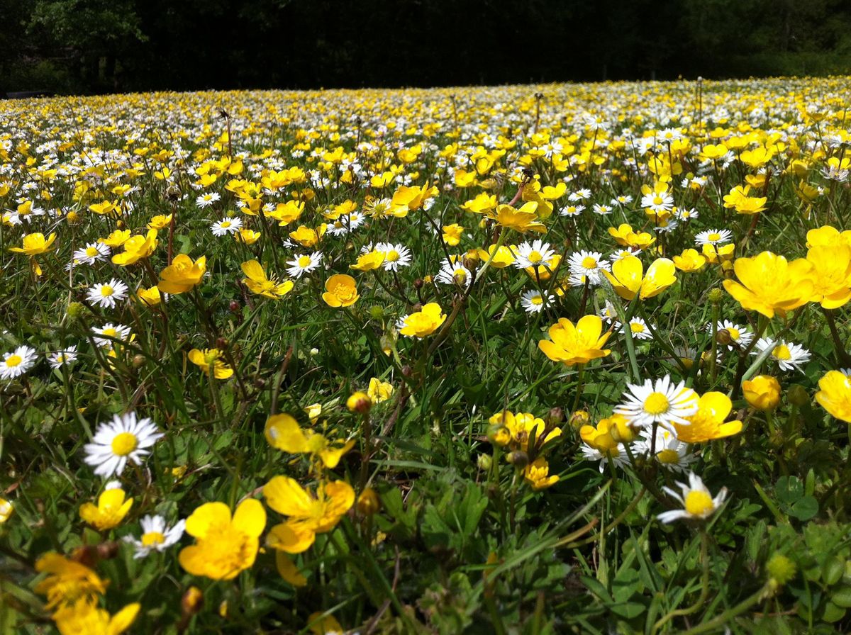Wildflower Identification and Survey 2022, Old Sarum Castle, Salisbury