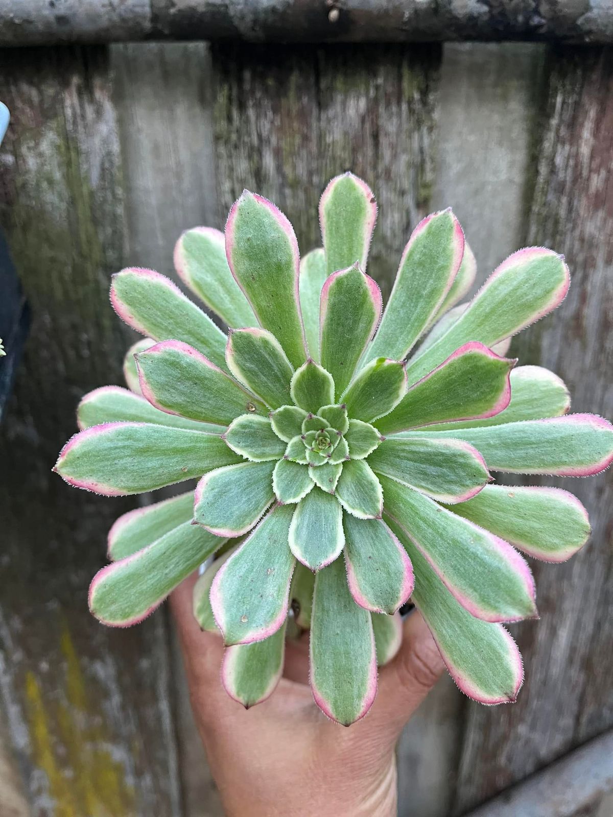 Aeonium sale