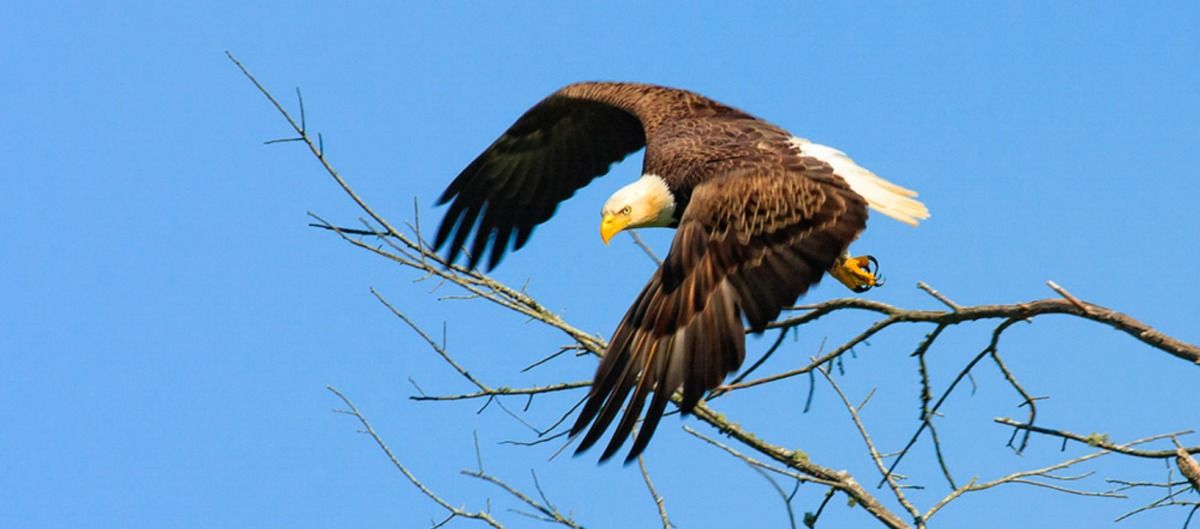 Eagle-Viewing Field Trip in Delaware County