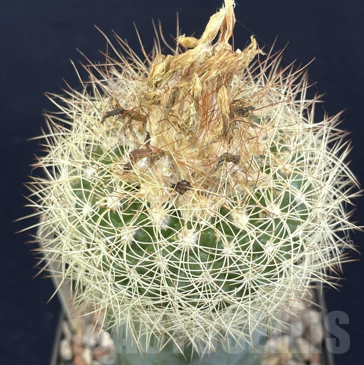 DiscoCactus