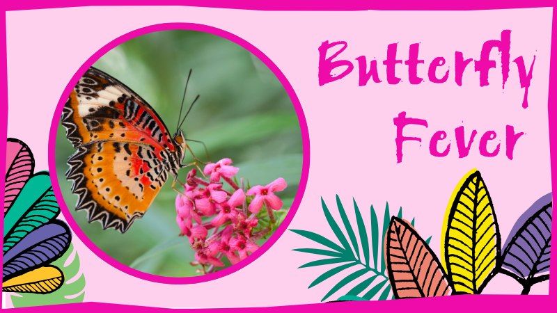 The Big Butterfly Count