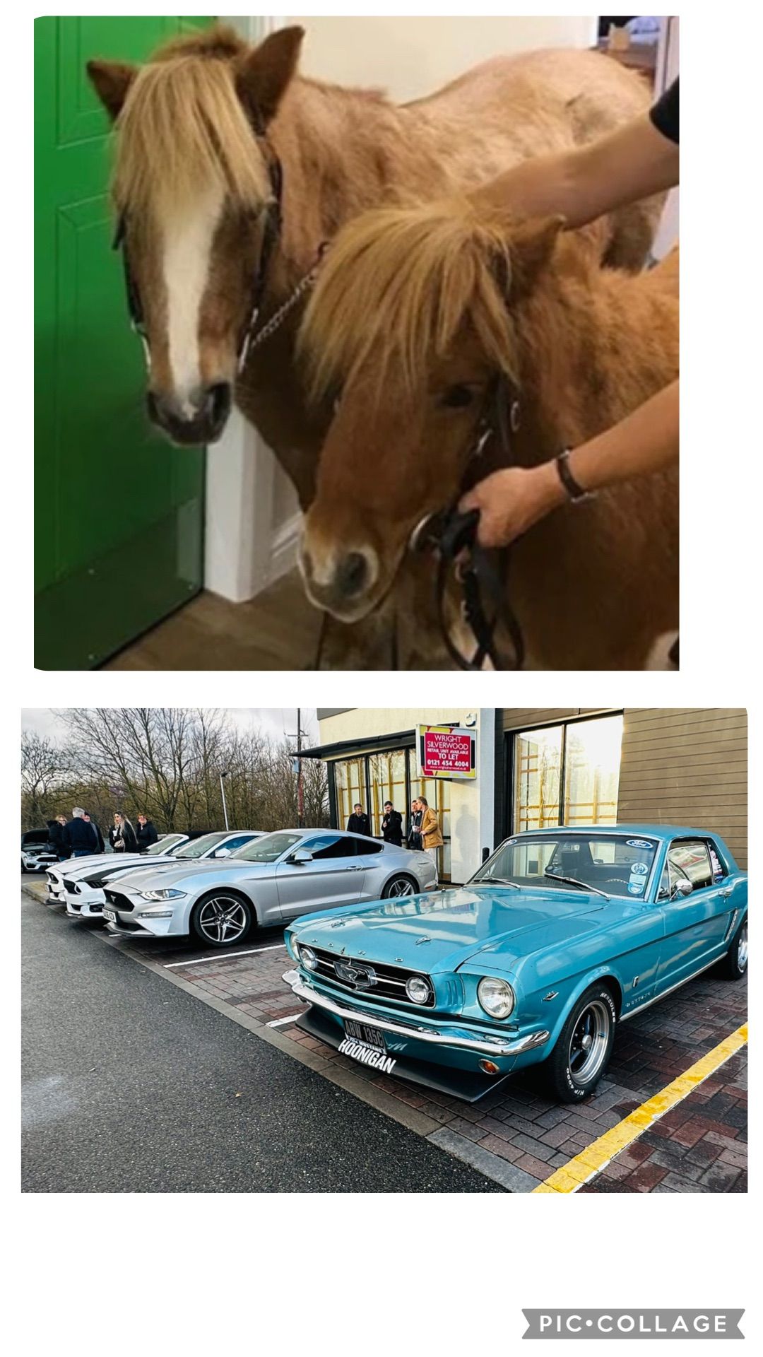 Ponies with ponies (shetland ponies and iconic Mustang cars) 