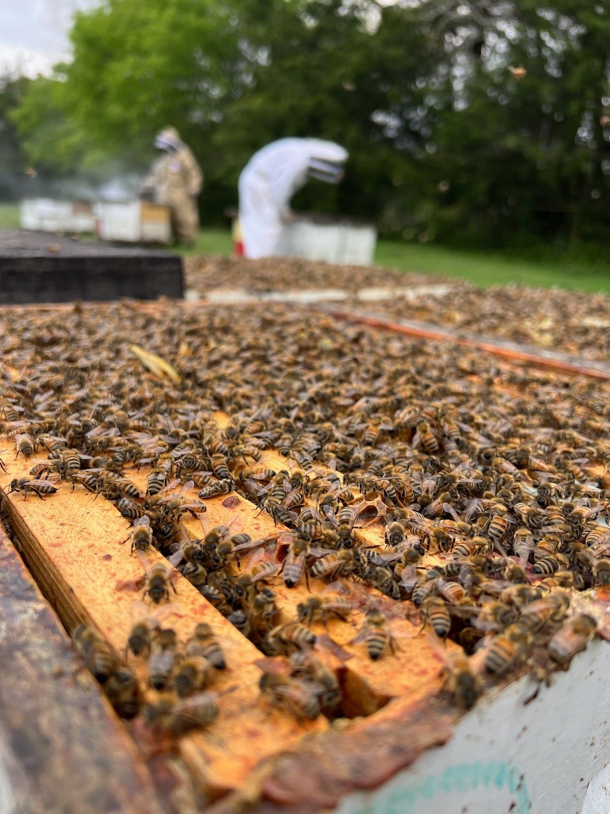 Wisconsin\/Minnesota Honey Producers Joint Summer Meeting