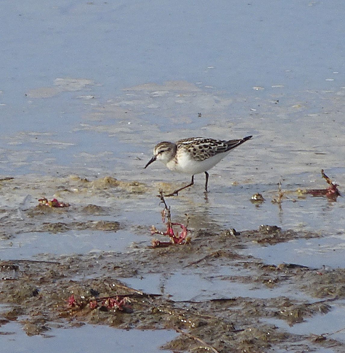 \u201cBirds of the Hampshire Coast\u201d by Keith Betton