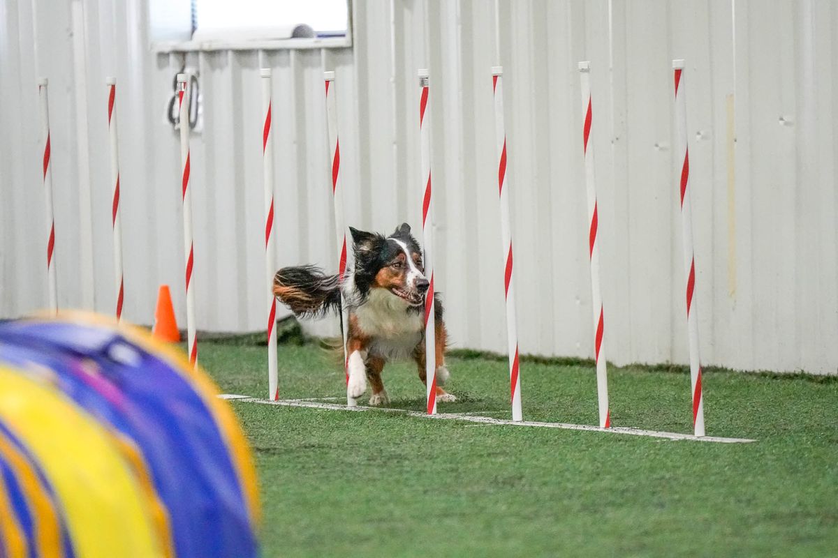 CPE Agility Trial!!!