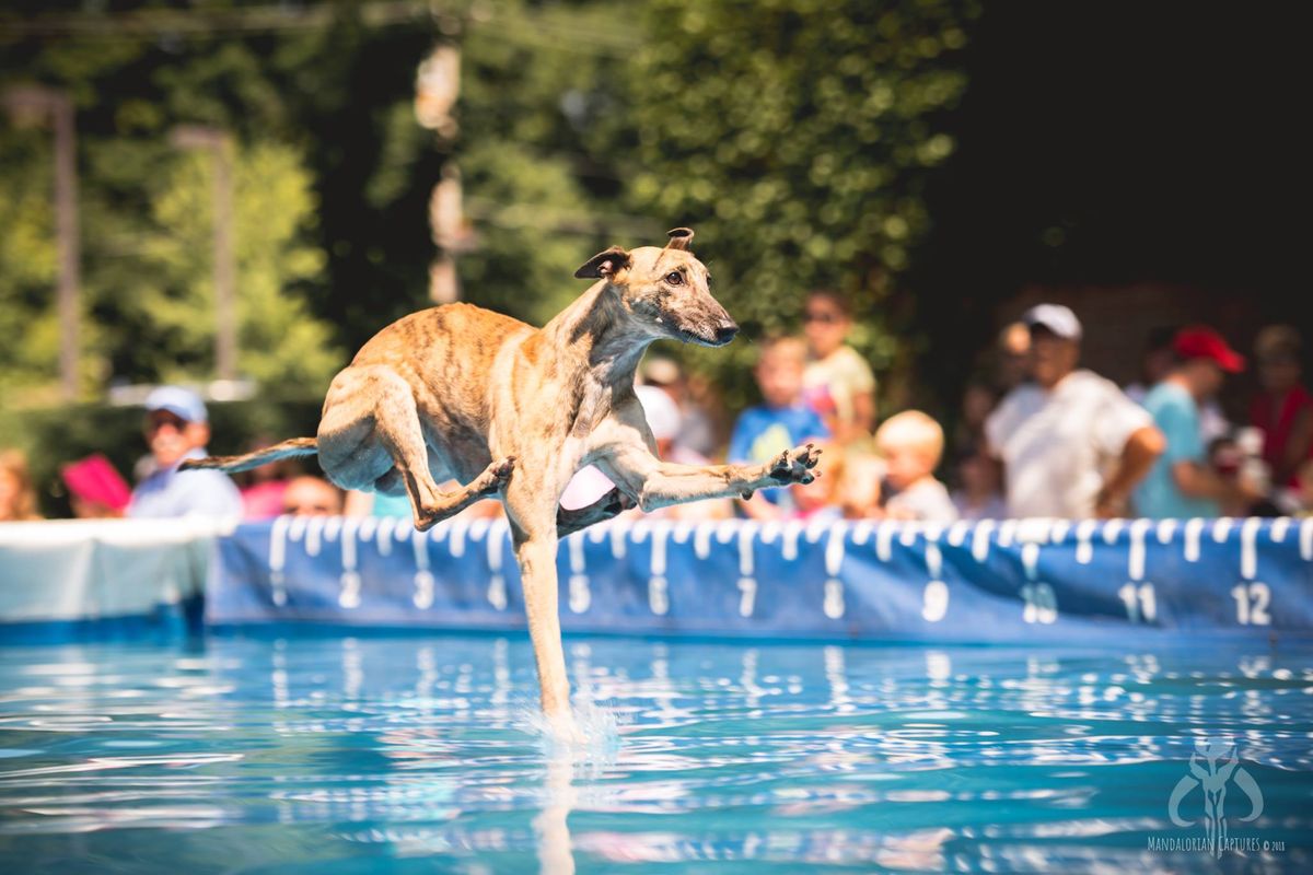 DockDogs\u00ae at Libertyville\u2019s Dog Days of Summer