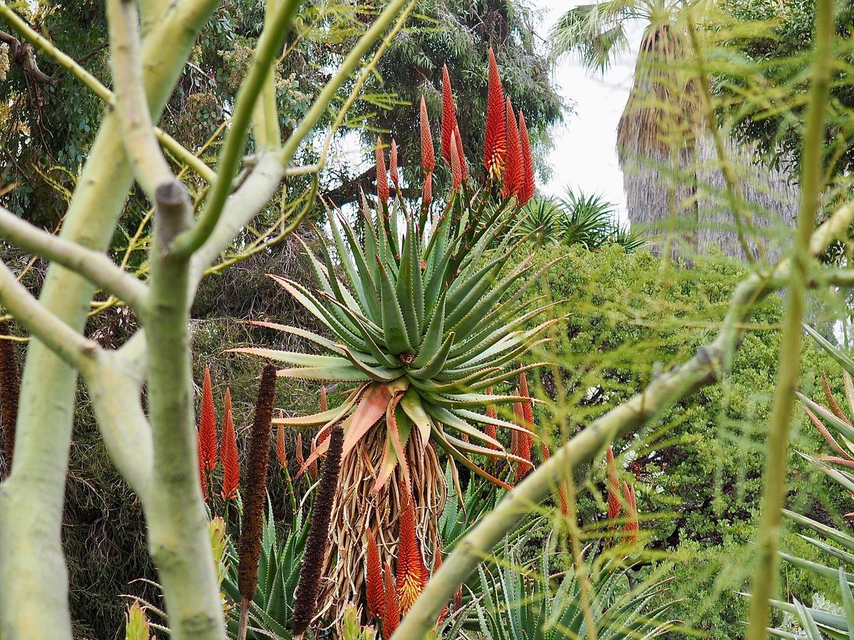 (Guided Walk) Aloes & Kin \u2013 Meet the Asphodelaceae Family