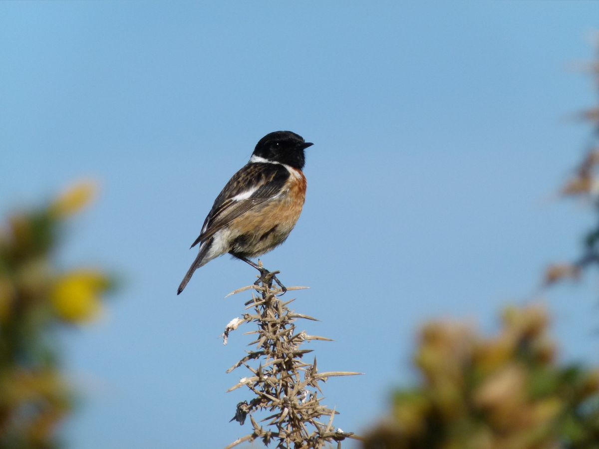 Autumn birdwatch \u2013 Hope\u2019s Nose