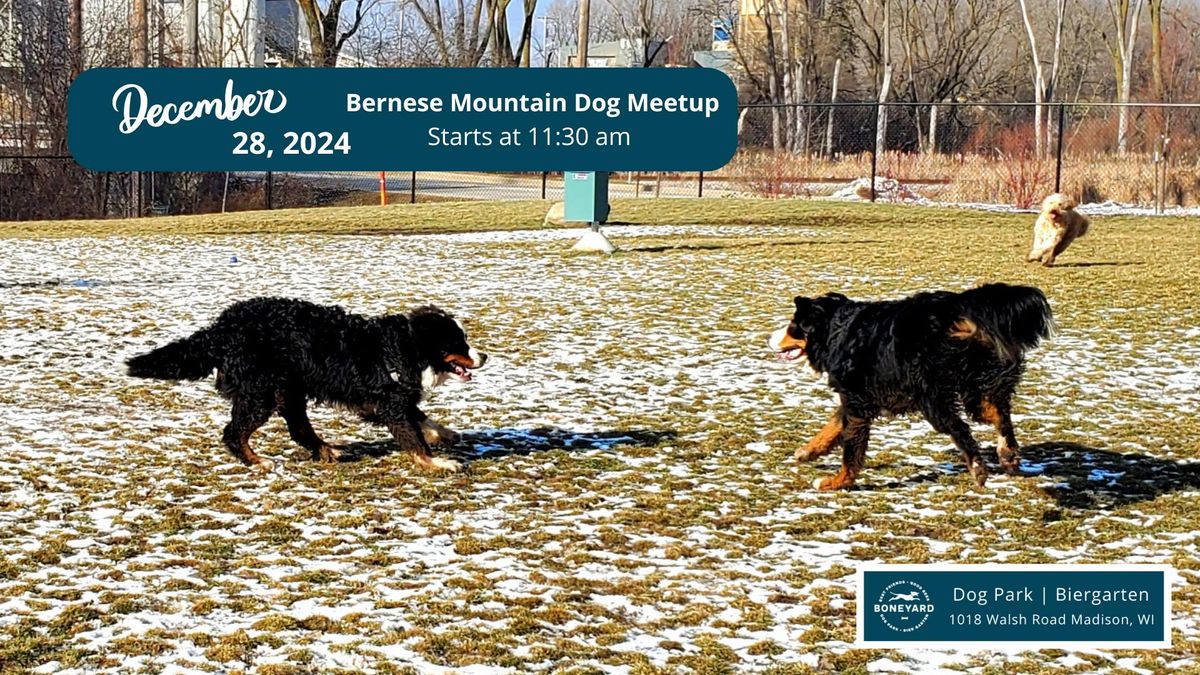 Bernese Mountain Dog Meetup