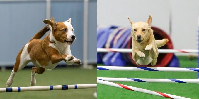 Lehigh Valley Pet Expo (Agility Demo)