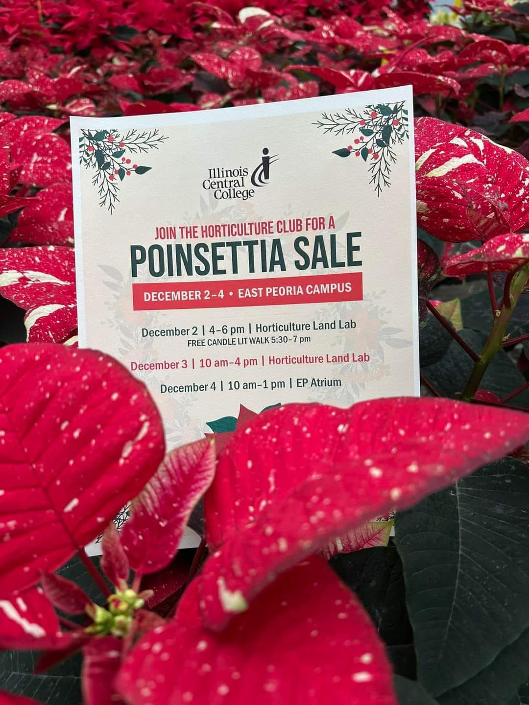 Poinsettia Plant Sale