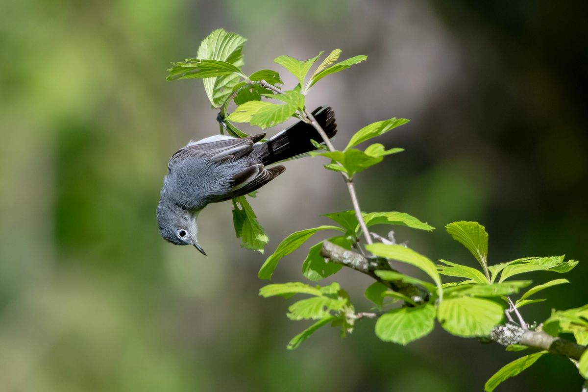 Birding Thornwood Nature Preserve