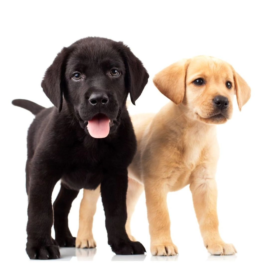 Little Learners Puppy Training Course