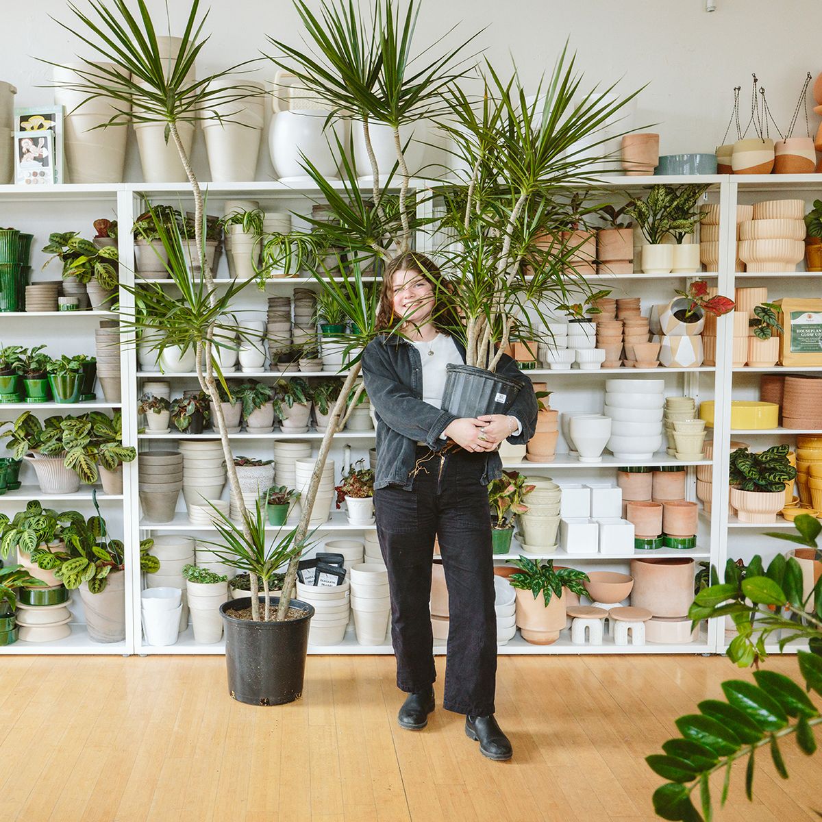 Houseplant
