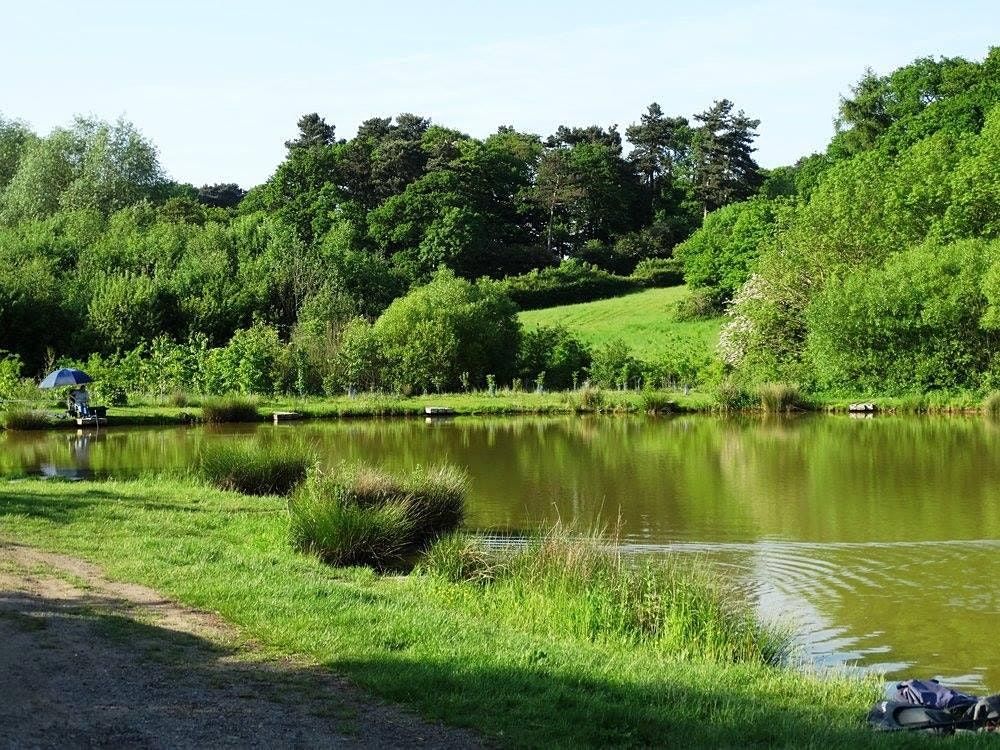 Staffordshire Wild Food Foraging Course\/Walk
