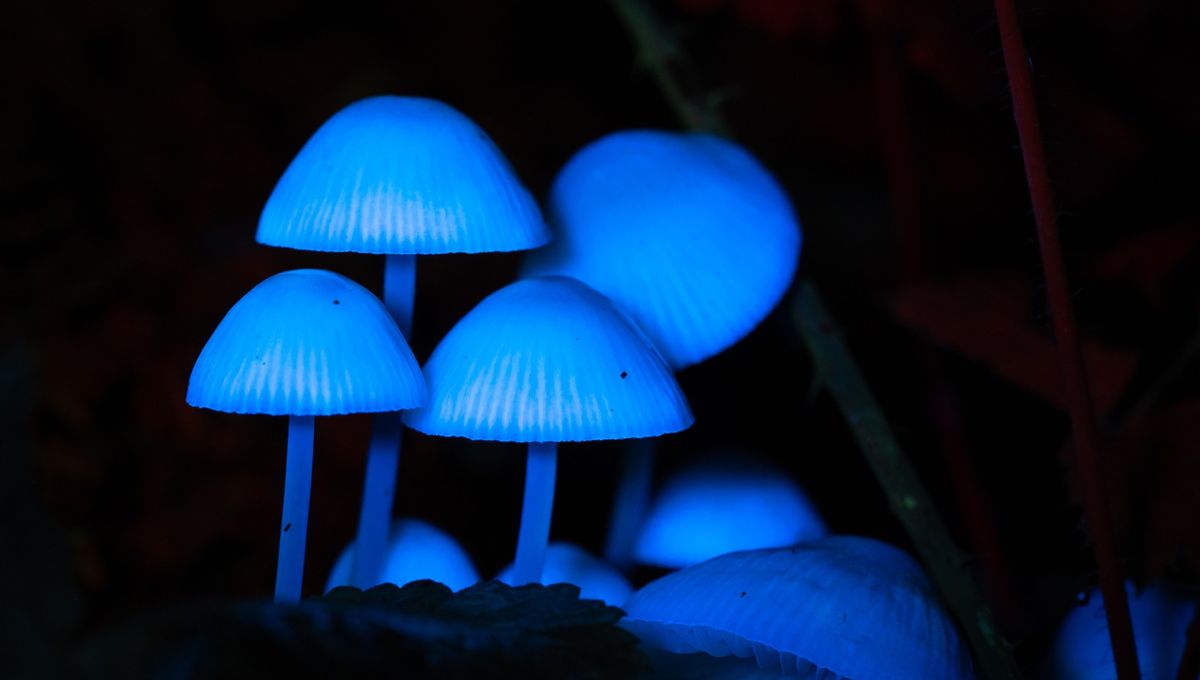 Biofluorescent Night Walks at Wild Haweswater