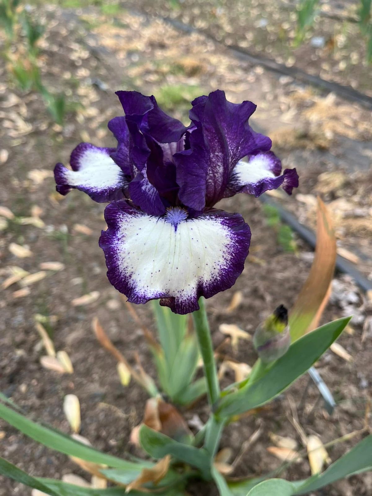 2025 Late Iris Show