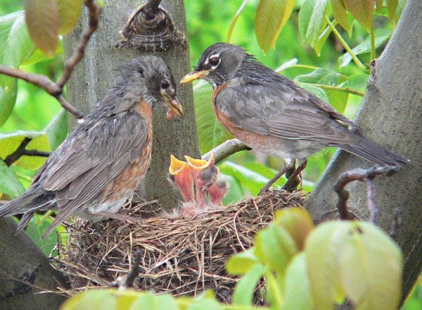 Homeschool Day: Birds and Plants