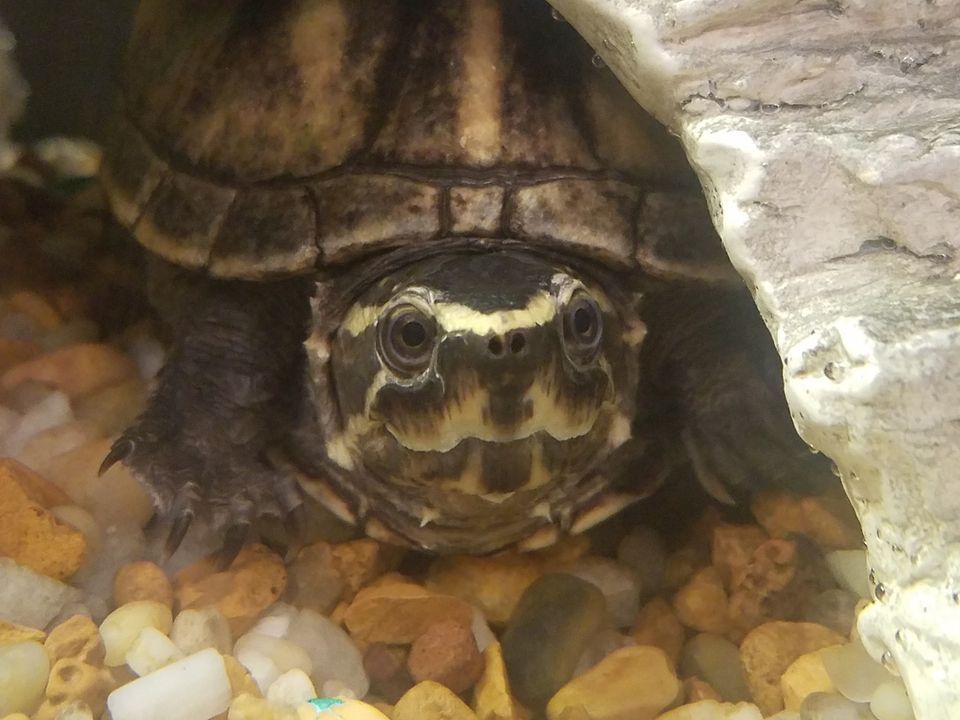 Wetland Animals, Daggerwing Nature Center, Boca Raton, 21 May 2022